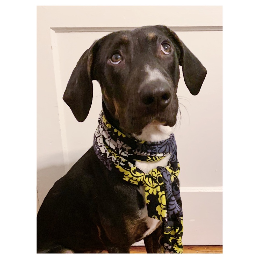 Vera Bradley - Small Cotton Scarf in Baroque